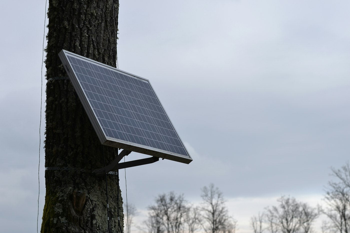 Solar panel placed on a tree